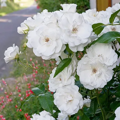 Rose Iceberg | White Flower Farm