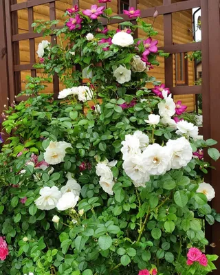 Айсберг роза - описание сорта, как посадить и ухаживать, отзывы | РозоЦвет