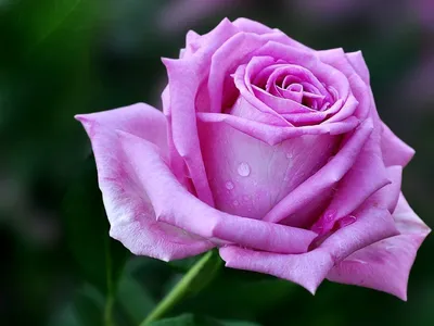 Аква роза - описание и характеристики, правила выращивания | РозоЦвет