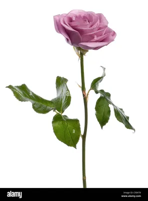 Rosa aqua rose -Fotos und -Bildmaterial in hoher Auflösung – Alamy