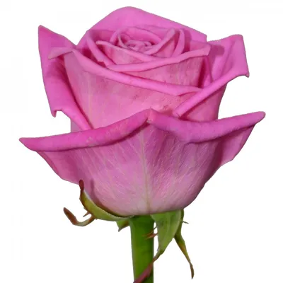 Букет из 51 розы Аква, Цветы и подарки в Москве, купить по цене 6990 руб,  Монобукеты в One \u0026 One Roses с доставкой | Flowwow