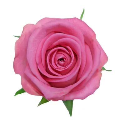 Купить саженцы розы Аква доставка почтой | Питомник саженцев «КФХ Фруктовый  сад»