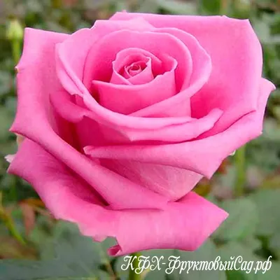 Аква роза - описание и характеристики, правила выращивания | РозоЦвет