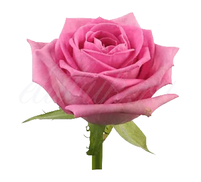 Купить букет из роз Аква с доставкой в Москве: 🌹СоюзЦветТорг