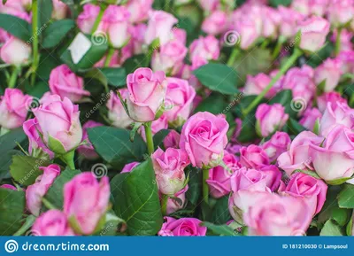 51 роза Аква 60 см — купить в интернет-магазине по низкой цене на Яндекс  Маркете