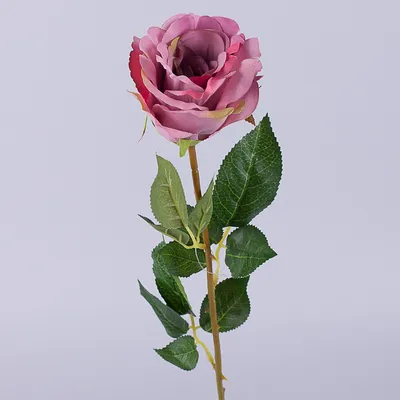 Букет 51 роза Аква купить за 7 250 руб. с круглосуточной доставкой по  Москве | Мосцветторг