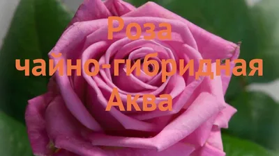 21 розовая роза сорта Аква 40 см - SunRose сеть цветочных баз