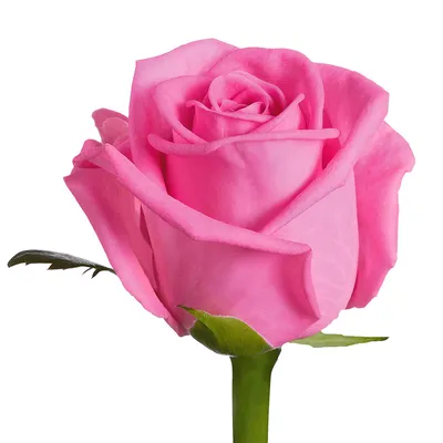 Купить Розовая роза Aqua из каталога Розовые розы с доставкой в Набережных  Челнах - «FLO-master»