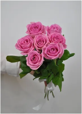 Rosa aqua rose -Fotos und -Bildmaterial in hoher Auflösung – Alamy