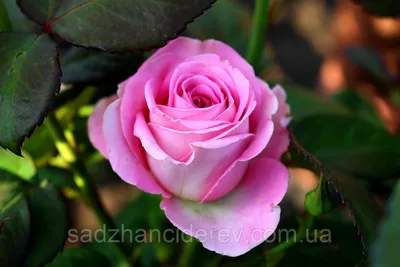 Купить букет из роз Аква с доставкой в Москве: 🌹СоюзЦветТорг