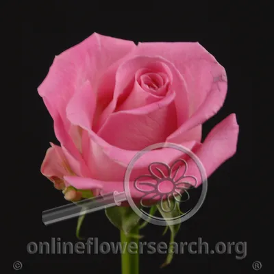 101 розовая роза Аква-купить, заказать с доставкой Черноморск(Ильичевск)  Украина | Мисс Флора