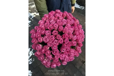 Rose Aqua 60cm (20 Stems) – All Occasions Wholesale