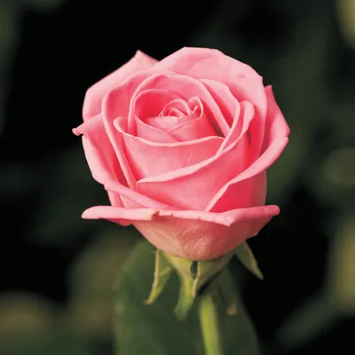 Роза Аква | Мокшанские розы