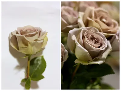 Amnesia Rose » Pennock Floral