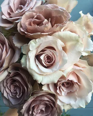Quicksand and Amnesia roses. In my opinion, a perfect combination 🙌🏻 . .  . #weddingflowers #roses #prettyperfectpeta… | Amnesia rose, Rose, Flower  bouquet wedding