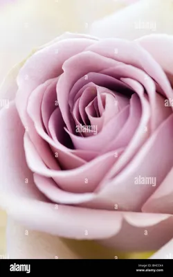 Amnesia rose hi-res stock photography and images - Alamy