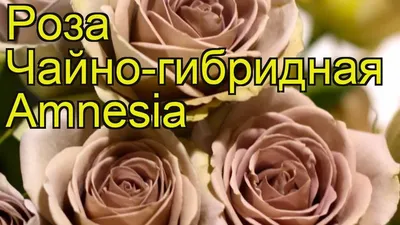 Роза Амнезия (Amnesia) чайно-гибридная Киев, лучшая цена, купить в ...