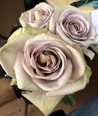 AMNESIA a Brown/Grey rose from Ecuador