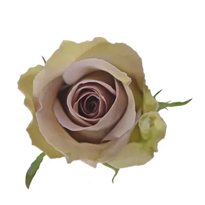 Rosa Premium Amnesia | ROPR | Premium Roses | Parfum Flower Company | Todos  los productos | Coloríginz