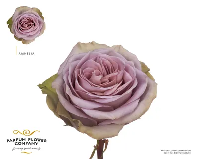 Amnesia Roses - Wedding Roses Direct