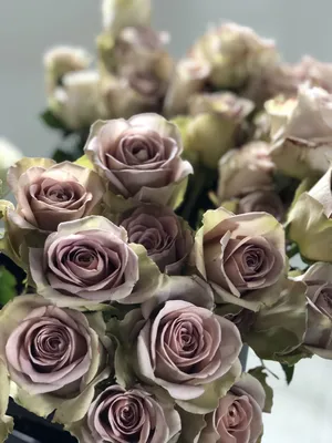 Amnesia roses | Amnesia rose, Peonies and hydrangeas, Beautiful roses