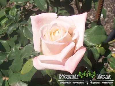 Роза Анна | нежно-белая роза, саженцы в Украине