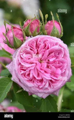 101 розовая роза Анна Карина 100 см купить в Москве - цена 19 999 руб c  бесплатной доставкой ✿ Интернет-магазин Bella Roza