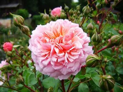 Купить саженцы розы Анна доставка почтой | Питомник саженцев «КФХ Фруктовый  сад»