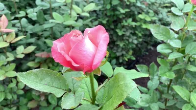Букет из 51 розы Анна Карина купить в Москве по цене 11390₽ | Арт. 104-360