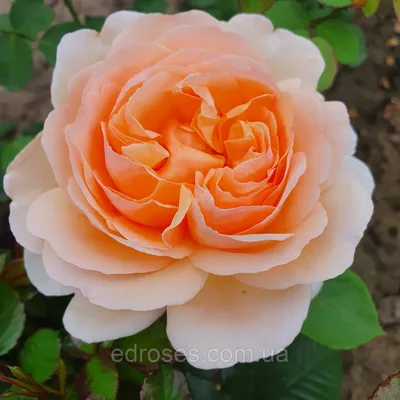Купить 51 розу Анна Карина 50см с доставкой по Саратову и Энгельсу - A0155