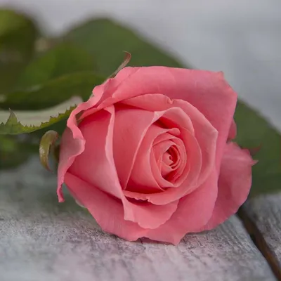 Роза Анна Карина ⋆ Розовый Мир ⋆ Звоните!