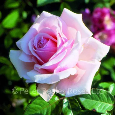 Anna Pavlova (Bush Rose) | Peter Beales Roses - the World Leaders in Shrub,  Climbing, Rambling and Standard Classic Roses