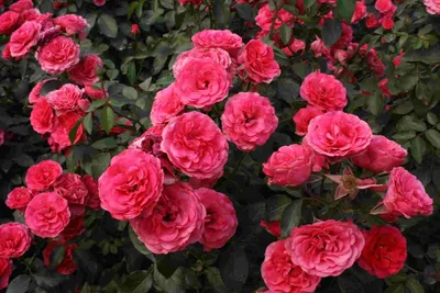 Плетистые розы Antike - купить сорт в питомнике, саженцы в Санкт-Петербурге