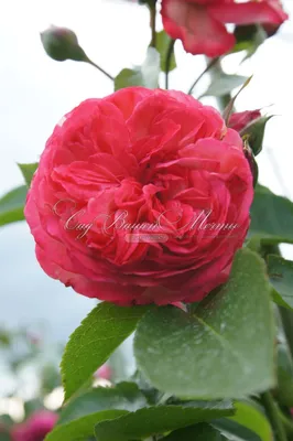 Роза Antike 89 (Антик 89) – купить саженцы роз в питомнике в Москве