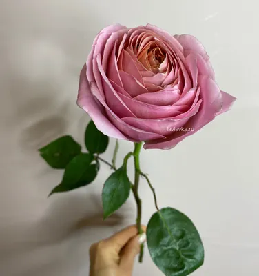 Роза пионовидная романтик антик 40-50 см – Цветочная Лав-Лавка