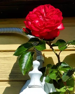 АНТИК 89 роза - история селекции, выращивание, особенности ухода за  растением | РозоЦвет