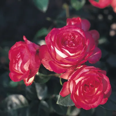 Rosa 'Antike 89' -R- KL VI