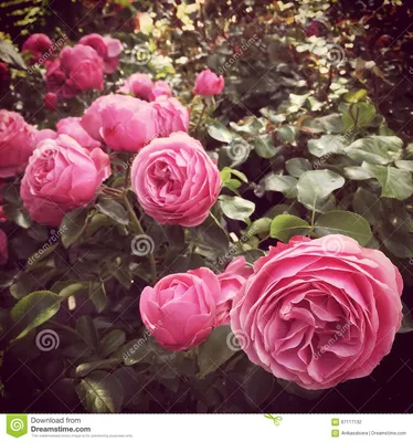 Rosa Antike Rosen Im Sommergarten Stockfoto - Bild von aufwendig, rosa:  67117132