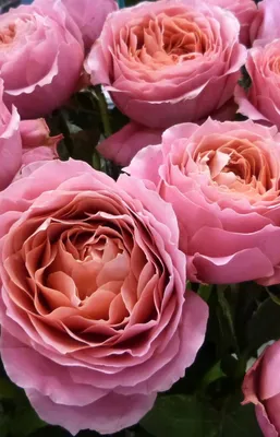 Romantic Antike Garden Rose Salmon Rose Bush on Sale Free Delivery $80 –  Eblooms Farm Direct Inc.