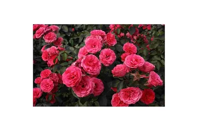 Rose Romantic Antike (Antique) - Online Flower Search