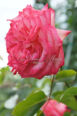 Celebration of Roses, January 1: Antike 89 (KORdalen) – Hedgerow Rose®