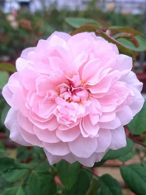 Rose Antike 89 ® - Rosa Antike 89 ® günstig kaufen