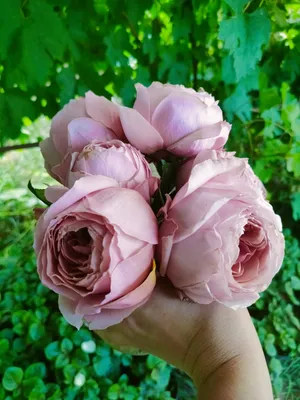 Пионовидная роза Карамел антик Caramel antike | купить недорого | доставка  по Москве и области