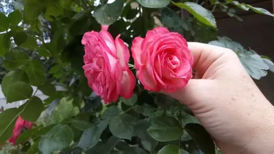 Плетистая роза Antike ( Антик) г.Киев замечательный ,неприхотливый сорт) -  YouTube