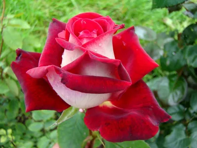 Роза биколетте (70 фото) »