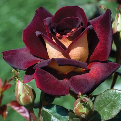 Красивые сорта роз - 88 фото