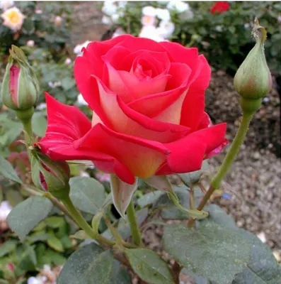 Róża Wielkokwiatowa BICOLETTE kremowo-czerwona 12463568774 - Allegro.pl