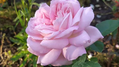Роза чайно-гибридная сорт Биколетт(Bicolette). Видео обзор сорта - YouTube