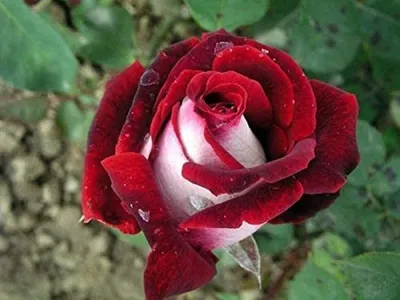 Розы сорта бесплатно (78 фото) »