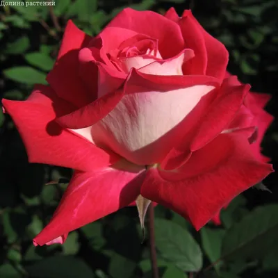 Роза парковая Биколетта, купить саженцы роз в Минске